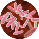 Lactobacillus Acidophilus (La-14) image