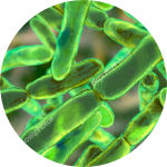 Lactobacillus Plantarum (Lp-115) image